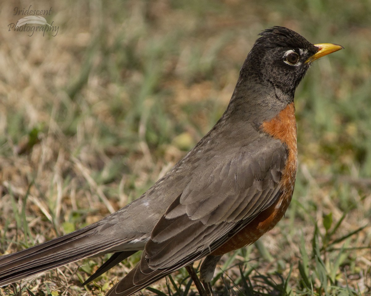 American Robin - ML647040550