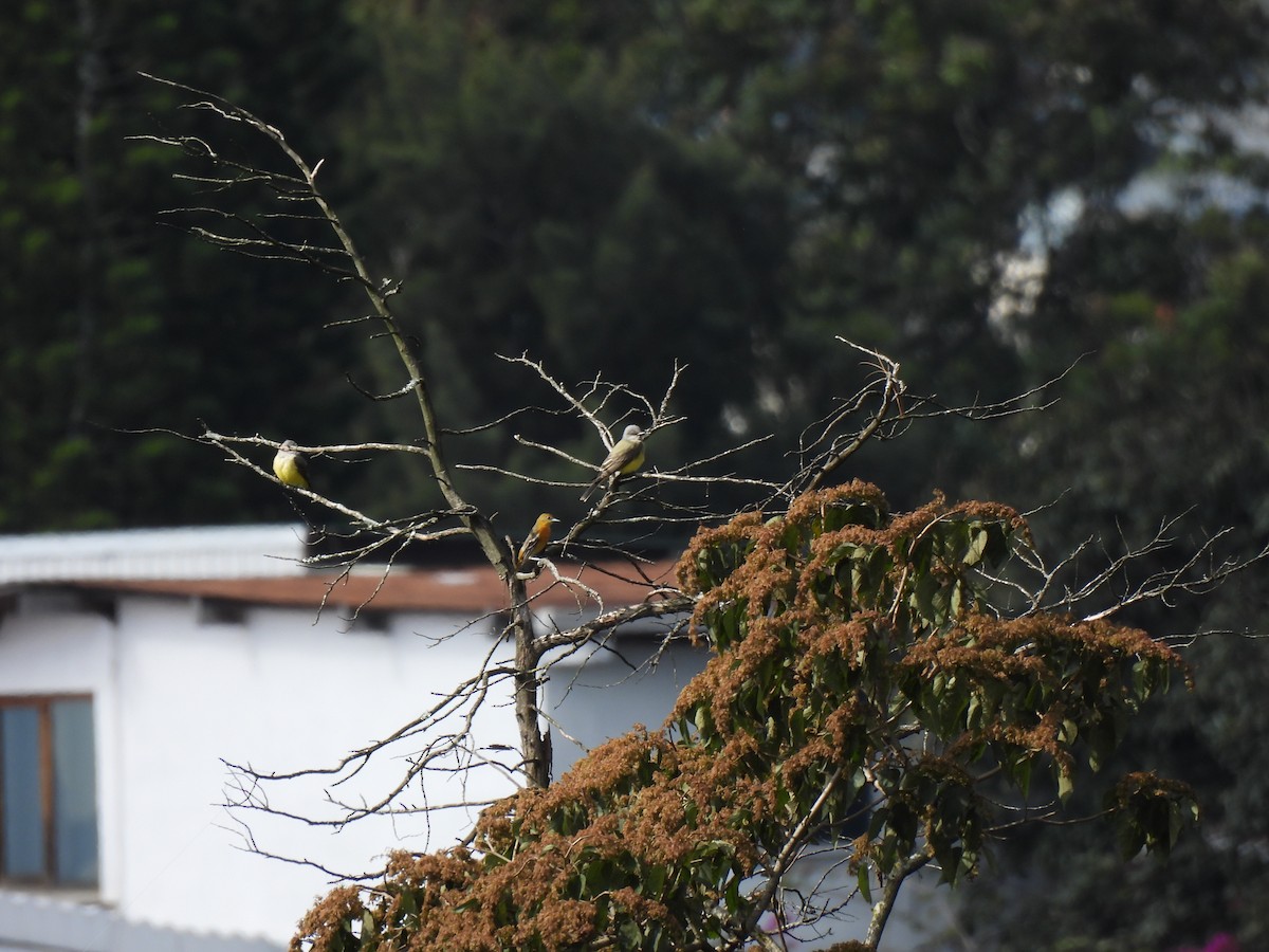 Social Flycatcher - ML647040576