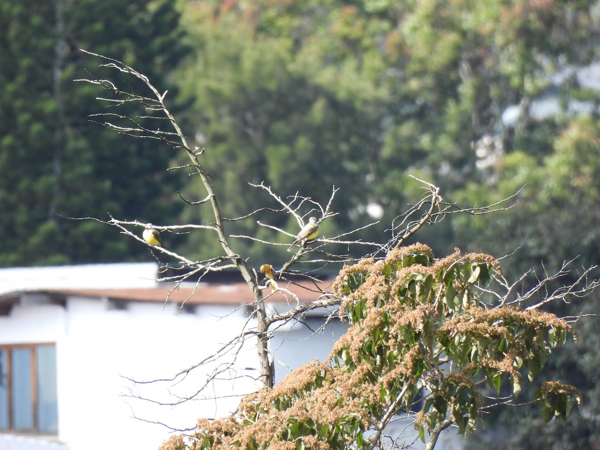 Tyran de l'Ouest - ML647040577