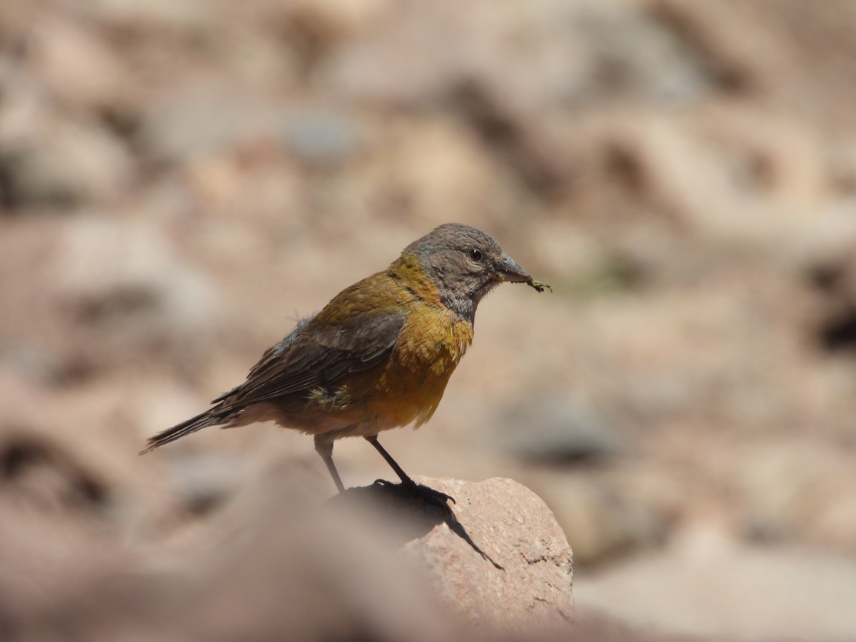 Gray-hooded Sierra Finch - ML647040592