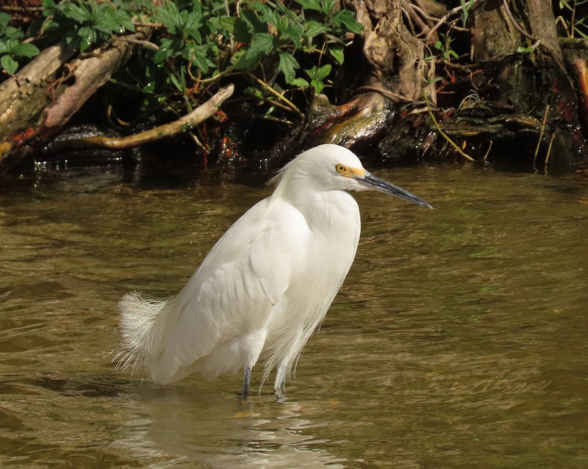 Garceta Nívea - ML647040602