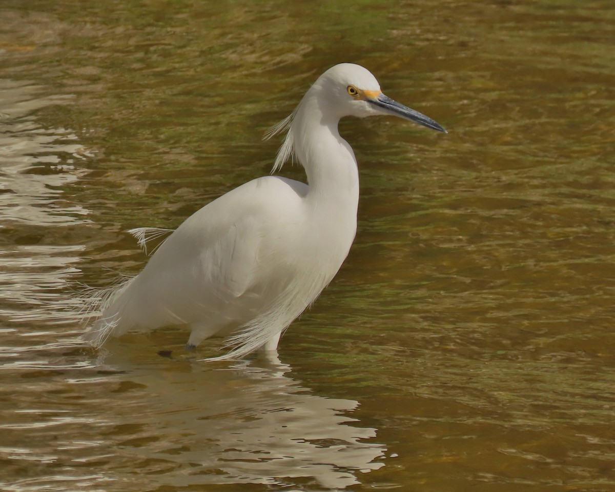 Garceta Nívea - ML647040603