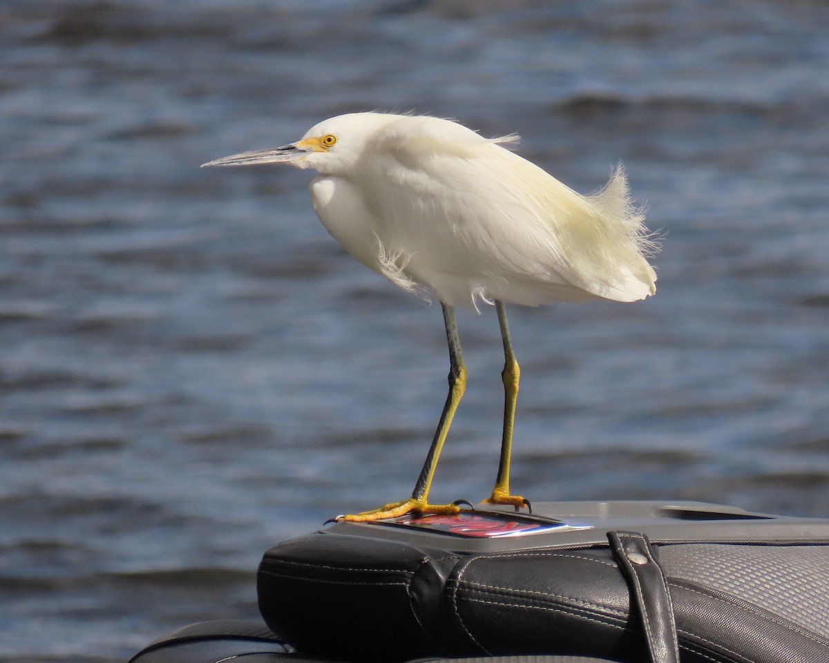 Garceta Nívea - ML647040604