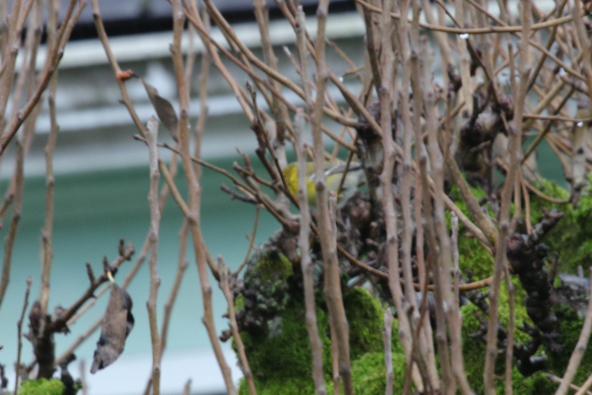 Pine Warbler - ML647040605