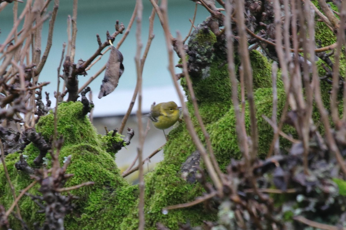 Pine Warbler - ML647040606