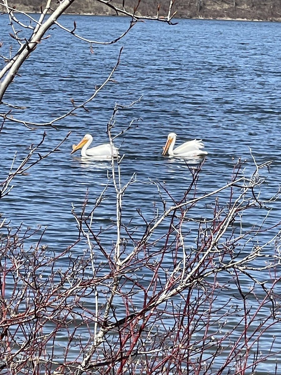 American White Pelican - ML647040612