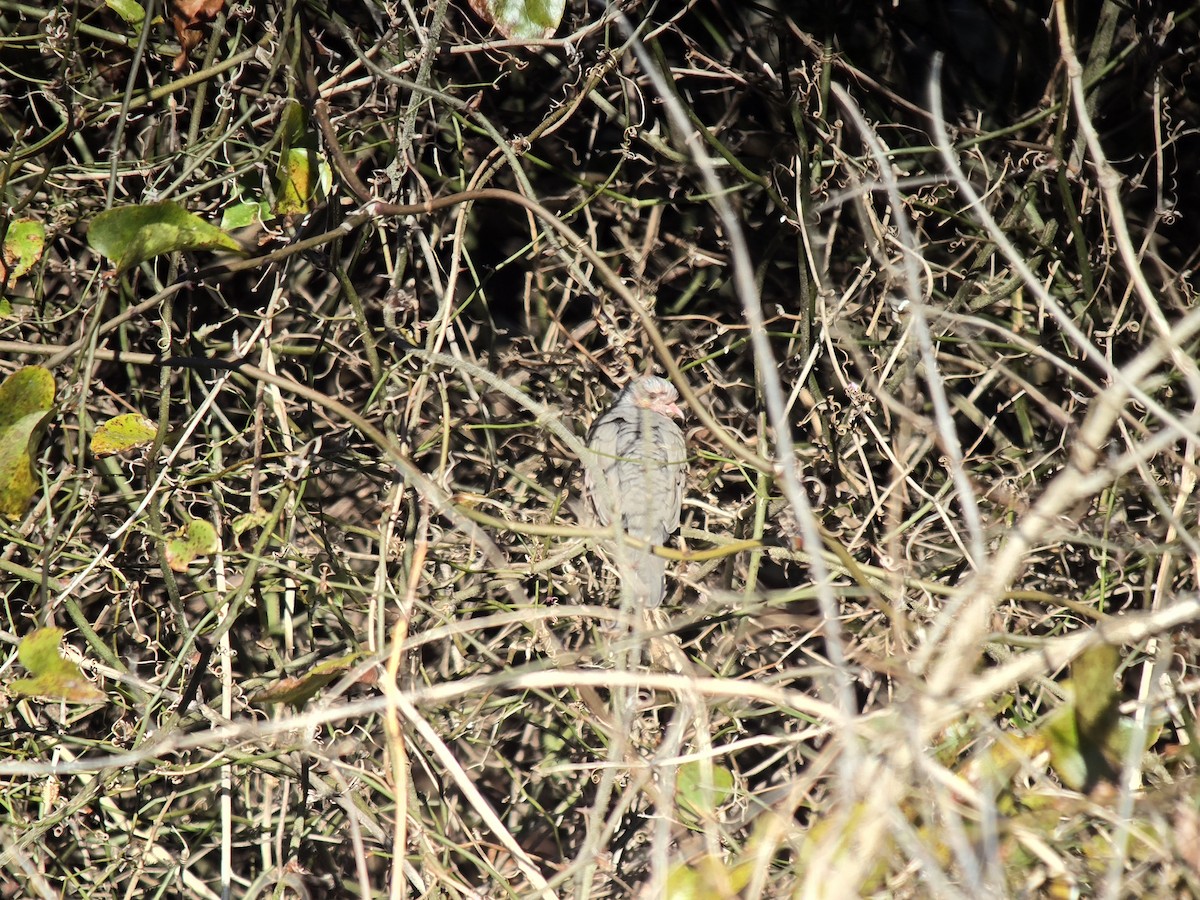 Common Ground Dove - ML647040627