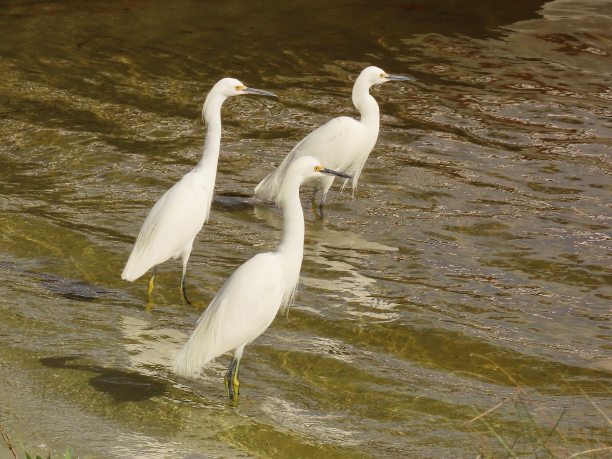 Garceta Nívea - ML647040629