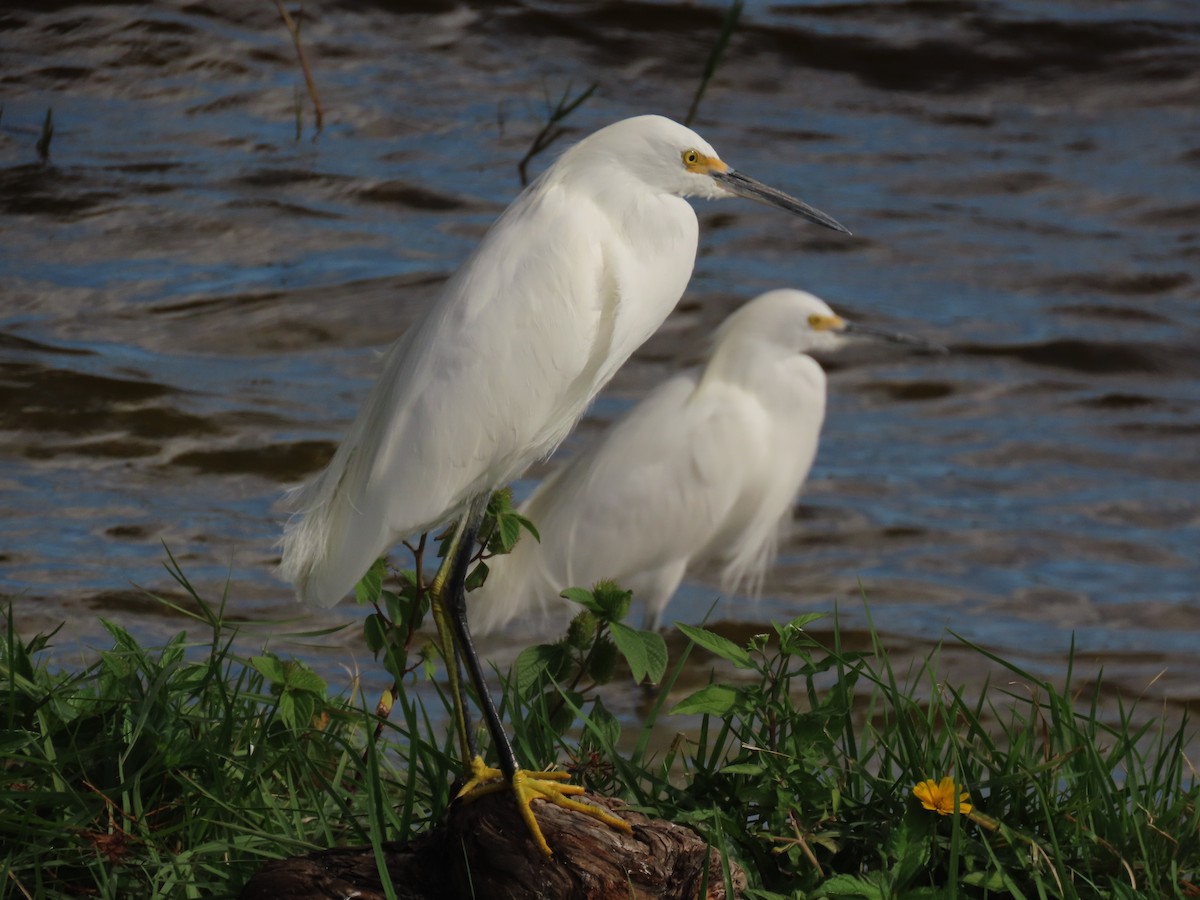 Garceta Nívea - ML647040631