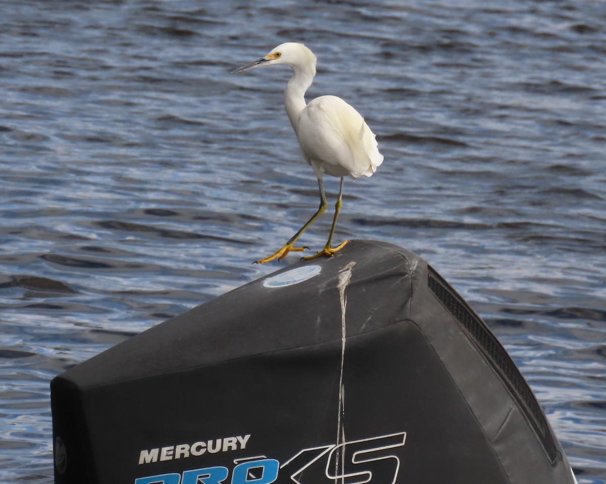 Garceta Nívea - ML647040632