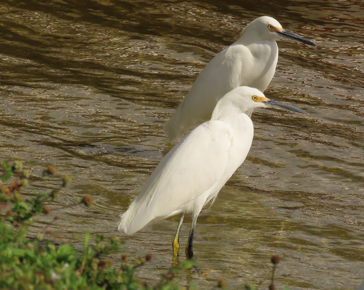 Garceta Nívea - ML647040634