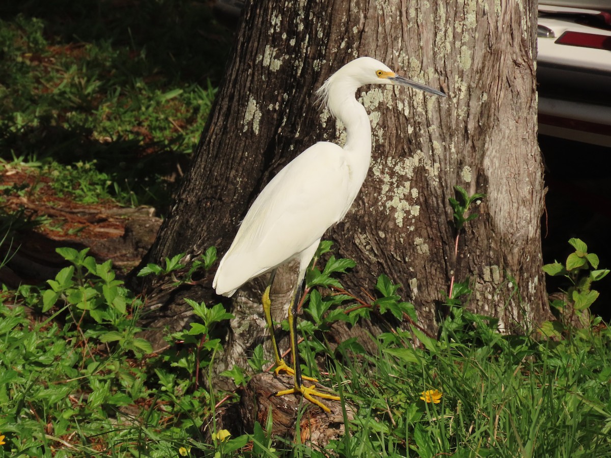 Garceta Nívea - ML647040635