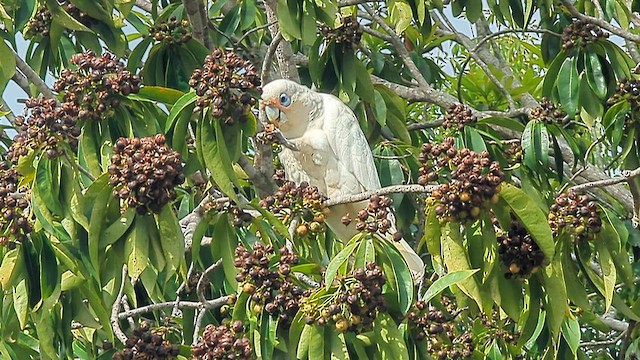 Little Corella - ML647040643