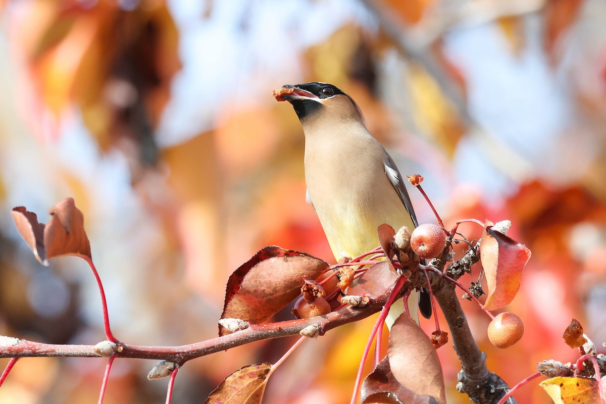 ヒメレンジャク - ML647040648