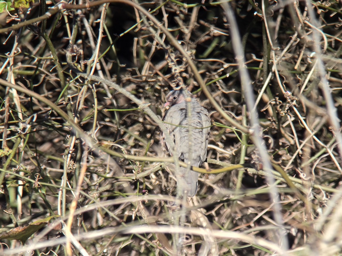 Common Ground Dove - ML647040649