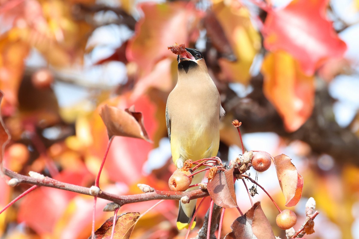 ヒメレンジャク - ML647040651