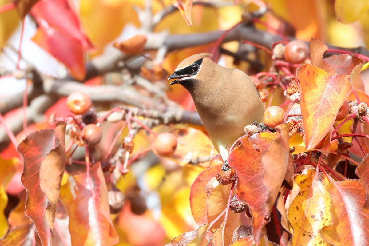 ヒメレンジャク - ML647040655