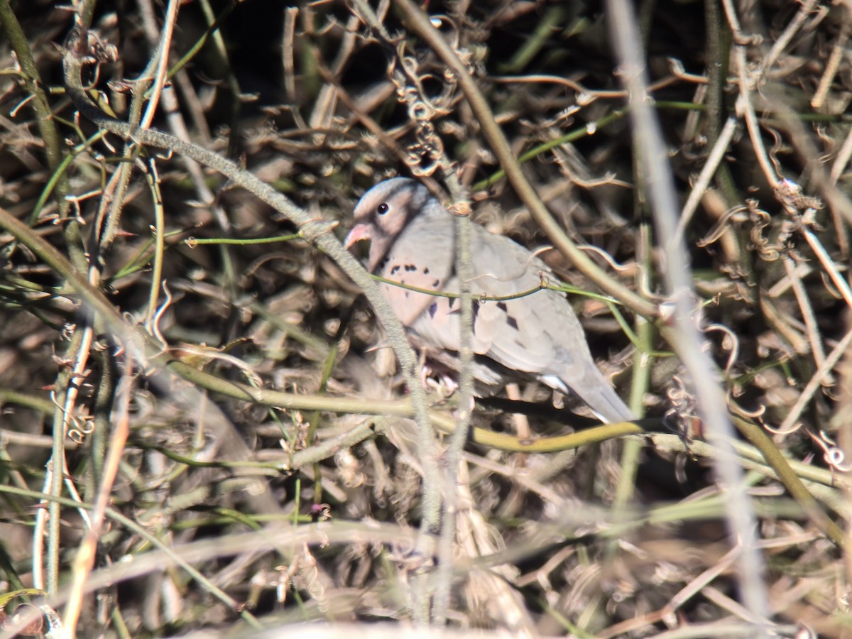 Common Ground Dove - ML647040662