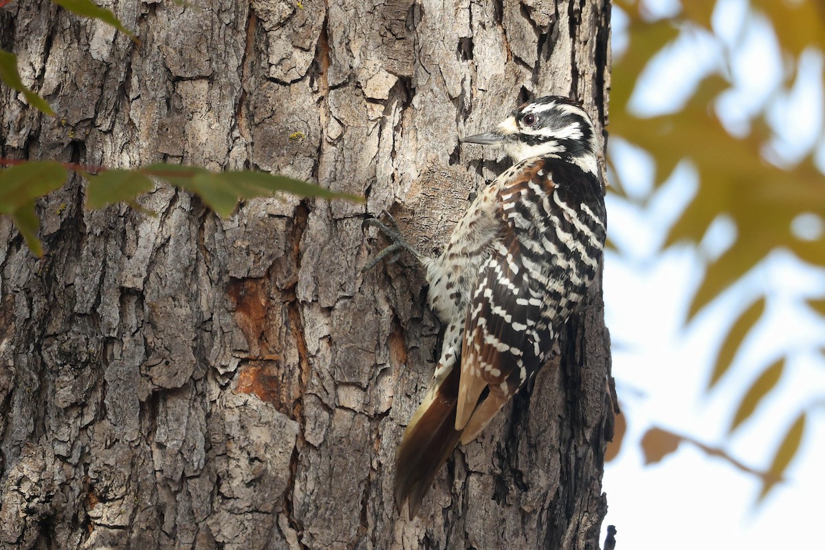 Nuttall's Woodpecker - ML647040667