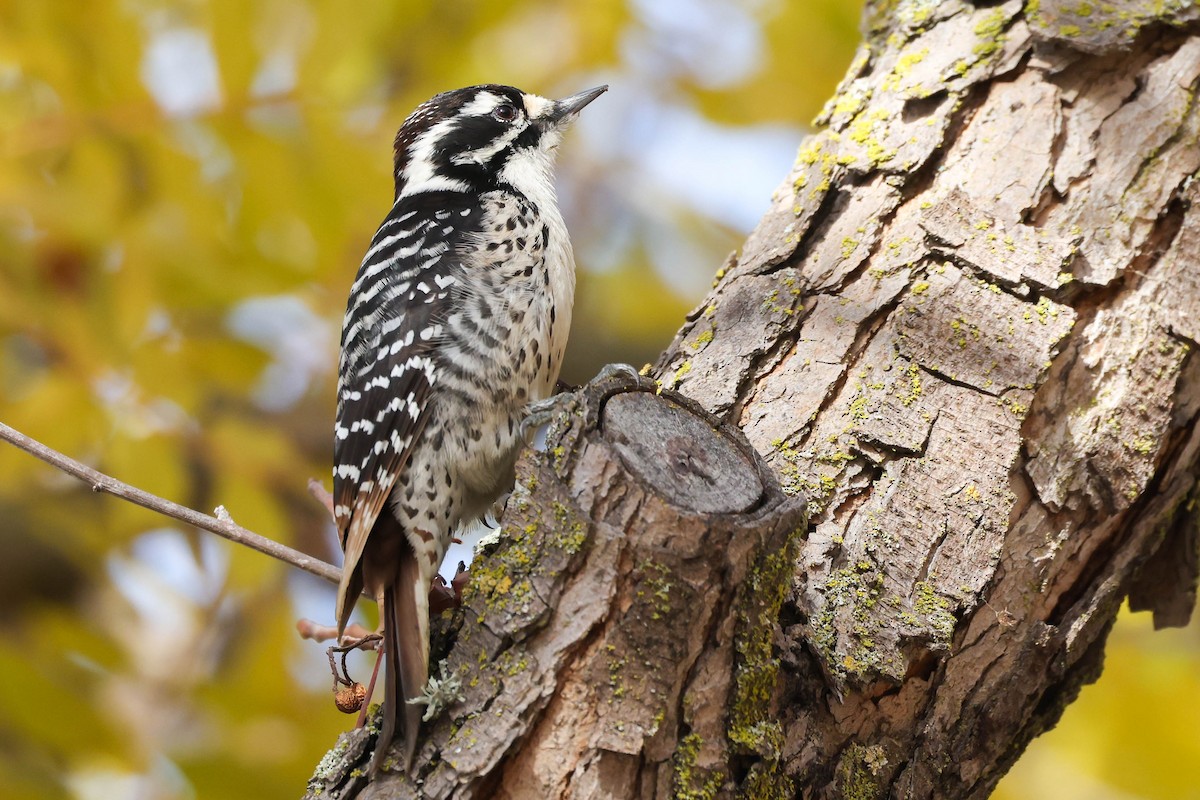Nuttall's Woodpecker - ML647040669