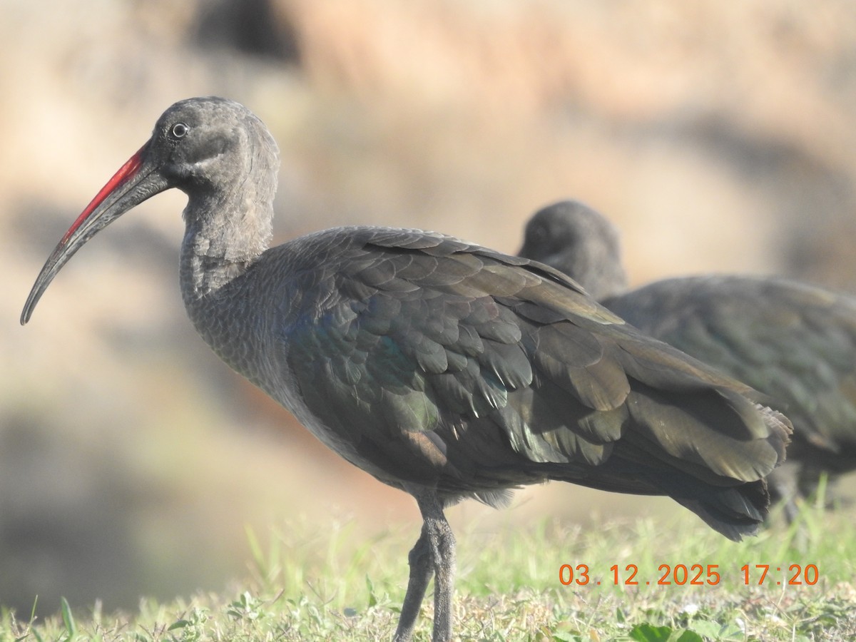 Hadada Ibis - ML647040679