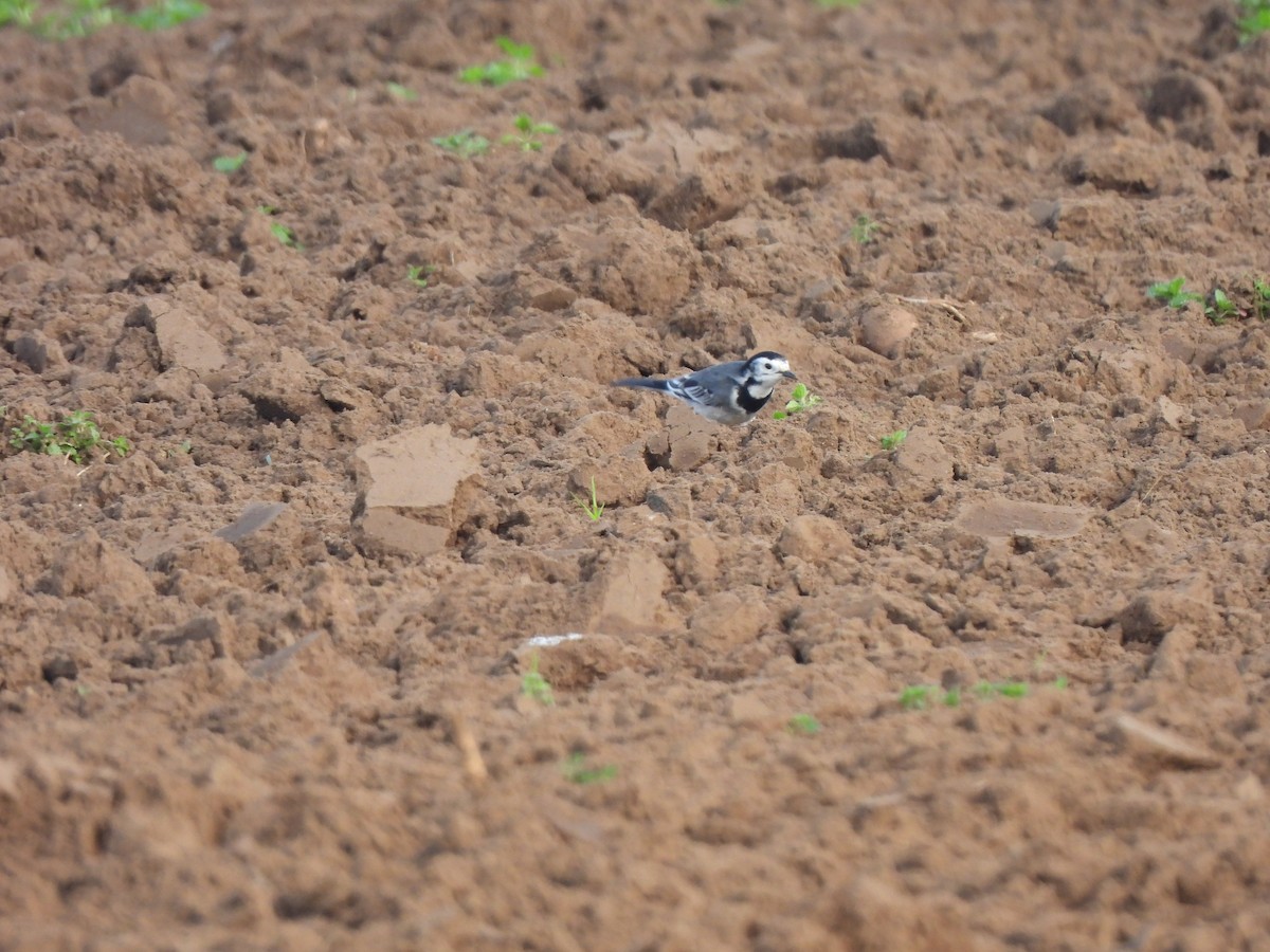 White Wagtail - ML647040688
