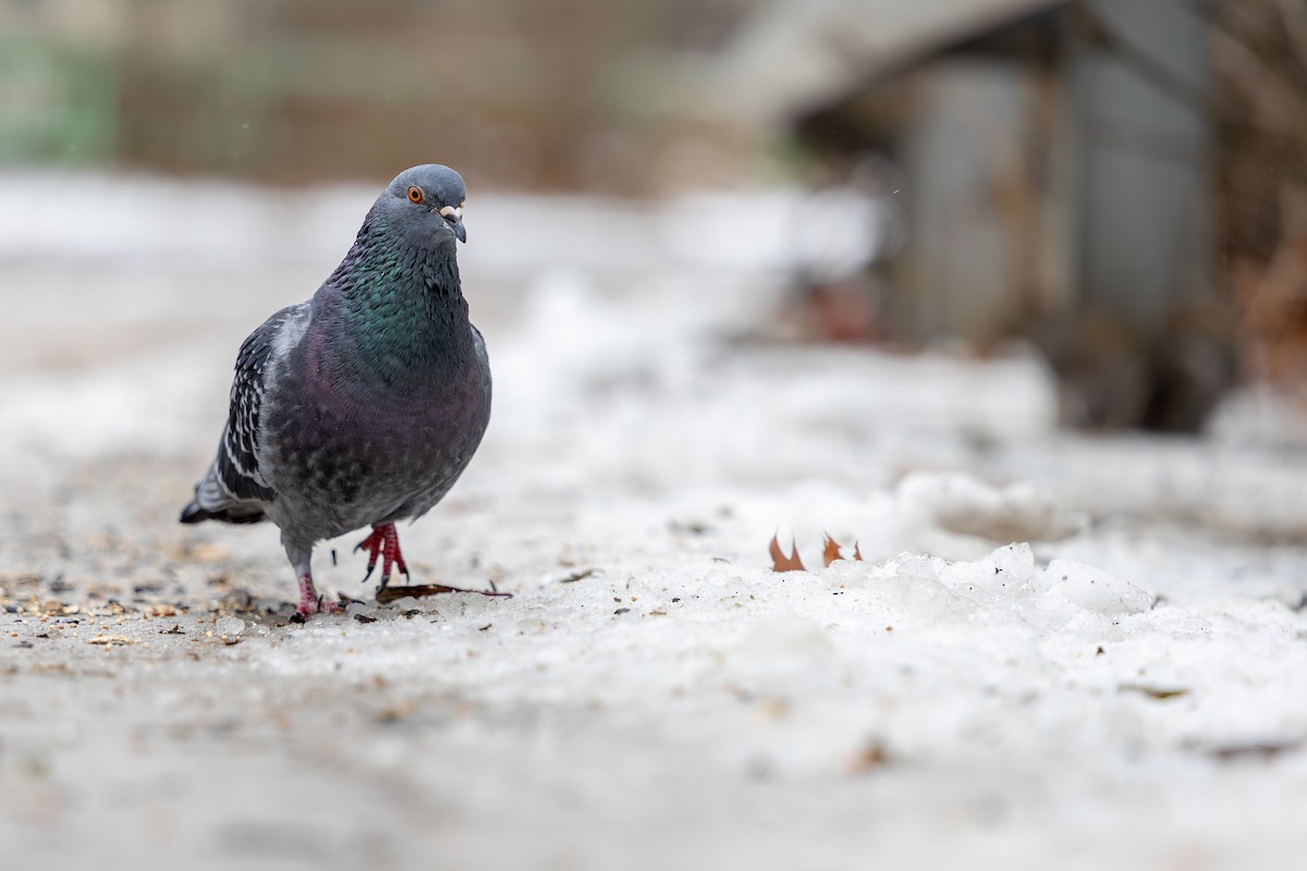 Rock Pigeon (Feral Pigeon) - ML647040689