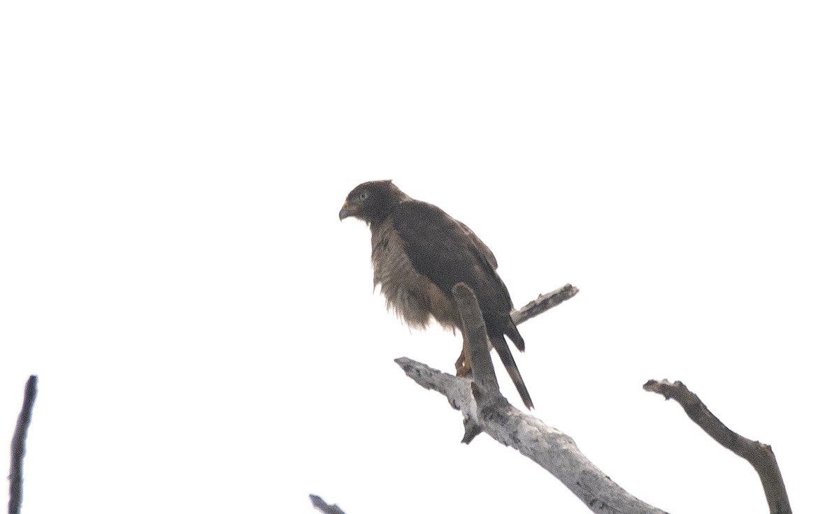 káně krahujová - ML647040692