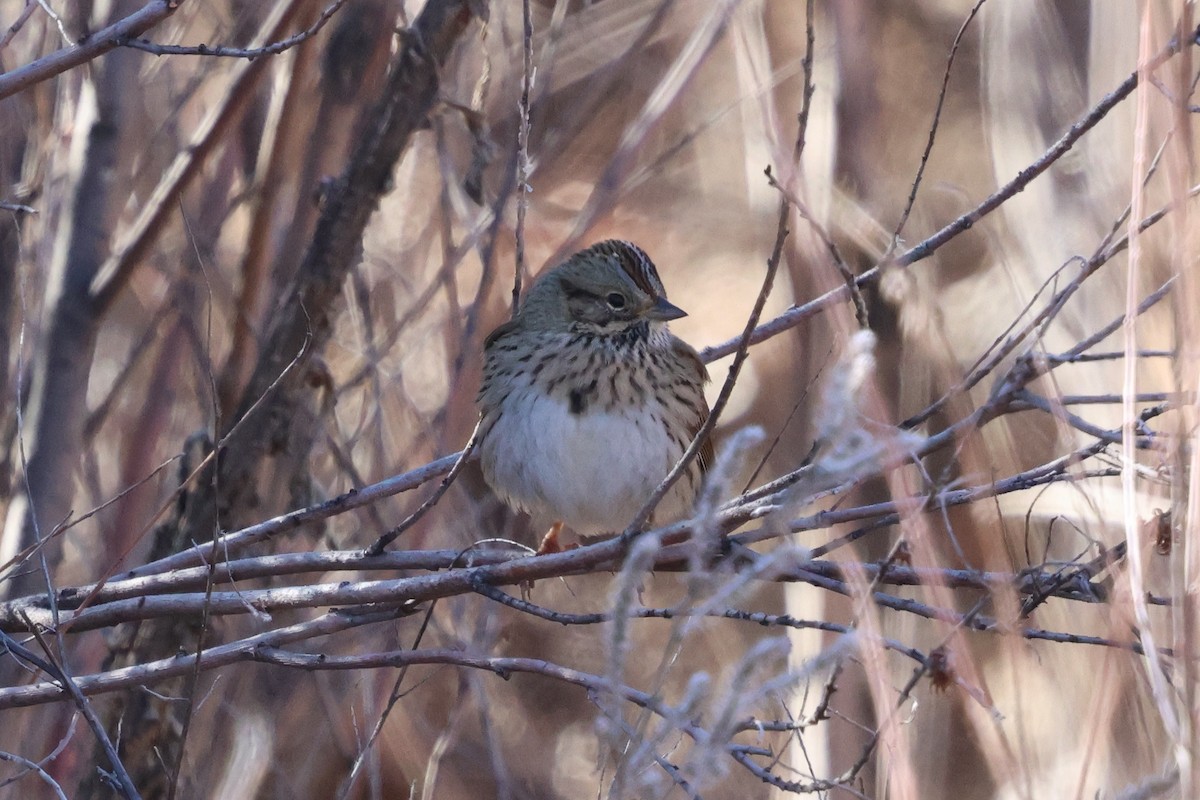 Lincoln's Sparrow - ML647040697