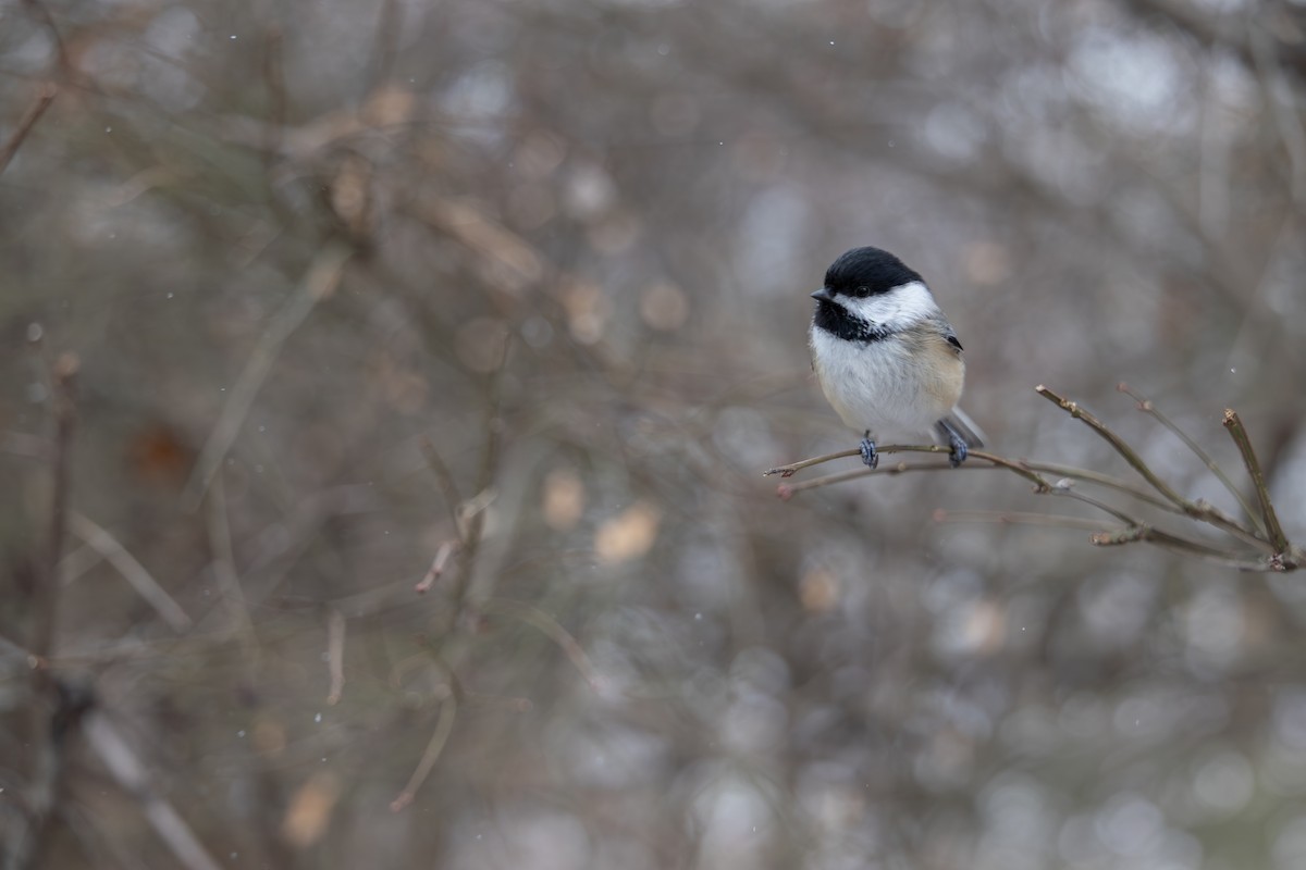 Black-capped Chickadee - ML647040704