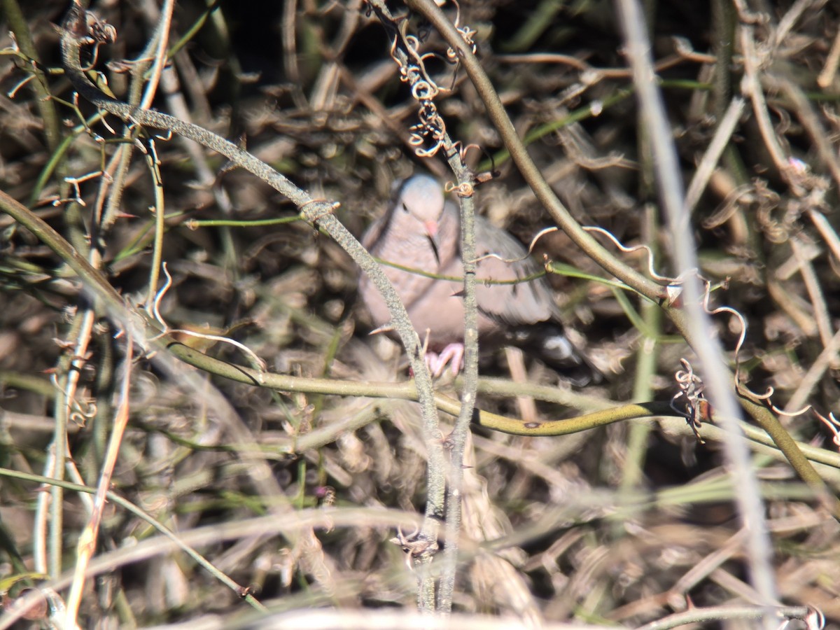 Common Ground Dove - ML647040712