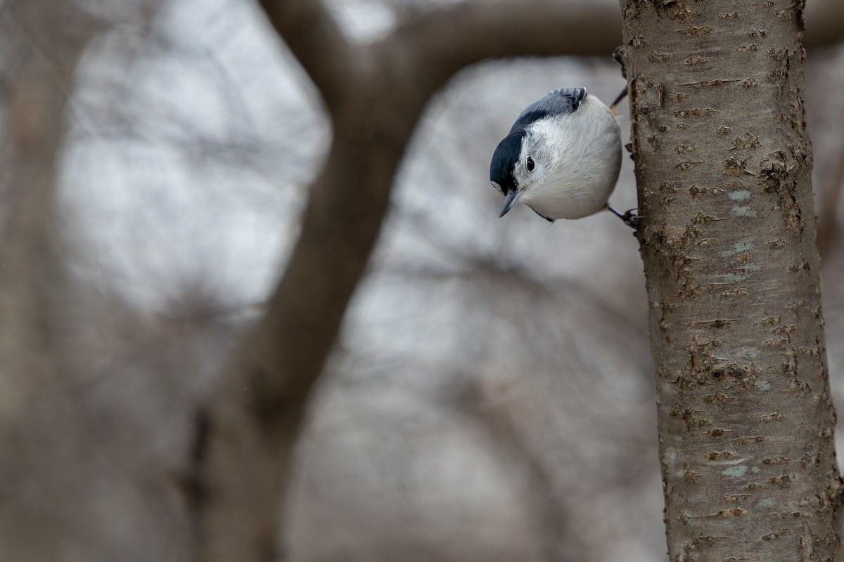 White-breasted Nuthatch - ML647040714