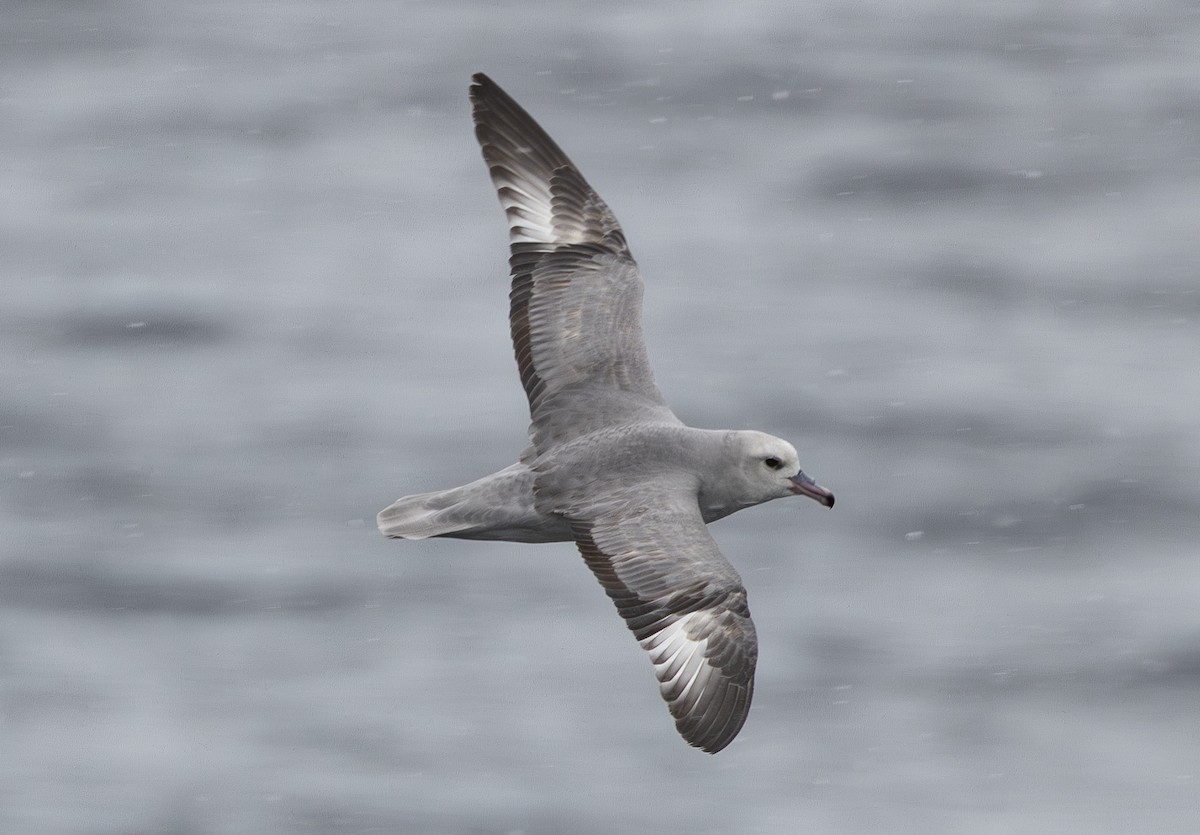 ギンフルマカモメ - ML647040719