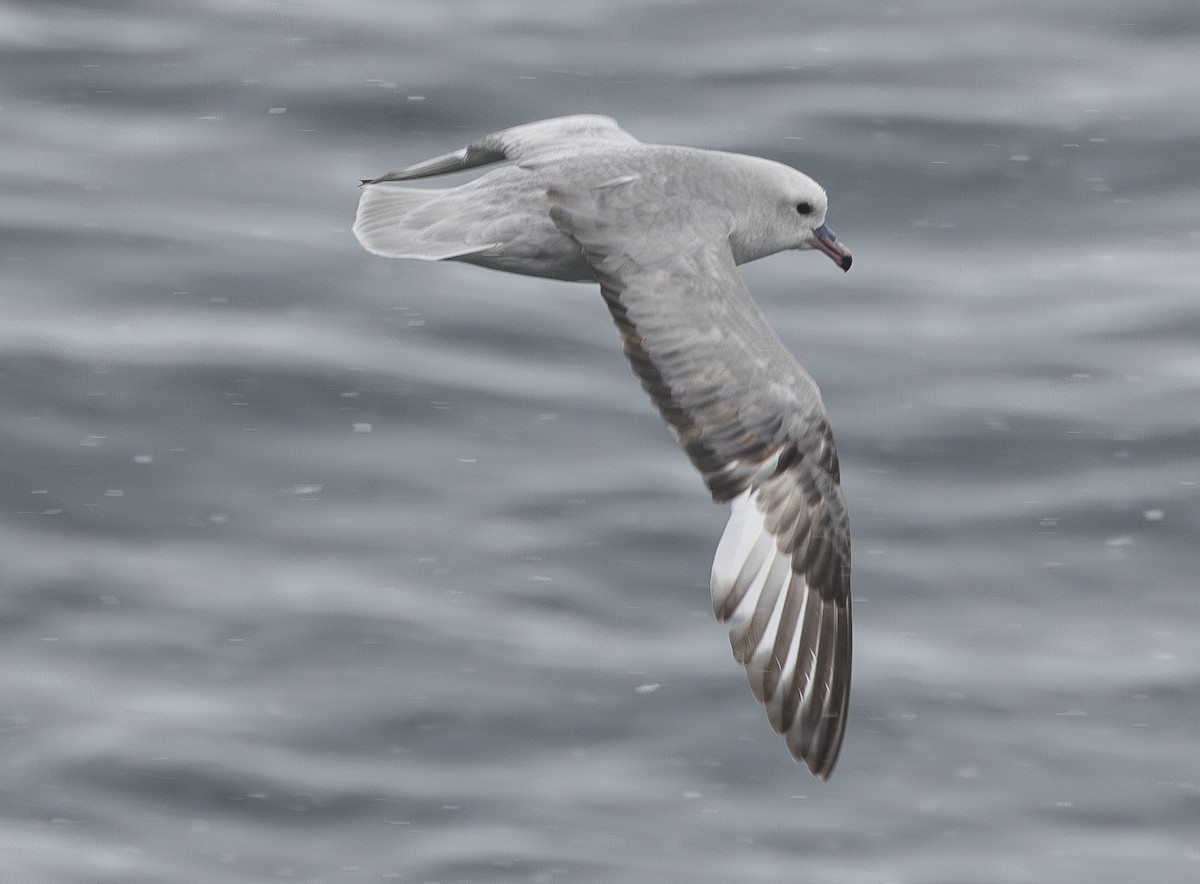 ギンフルマカモメ - ML647040720