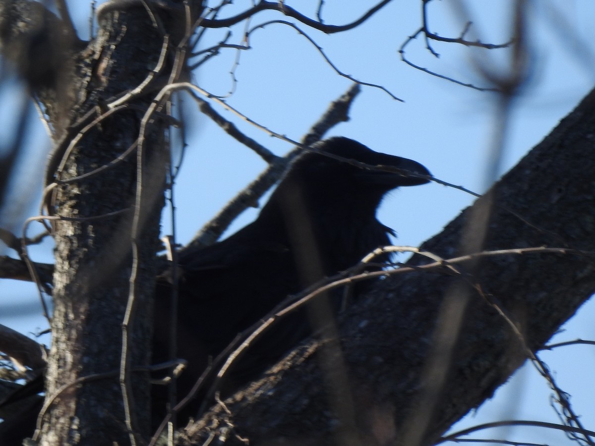 Common Raven - ML647040721