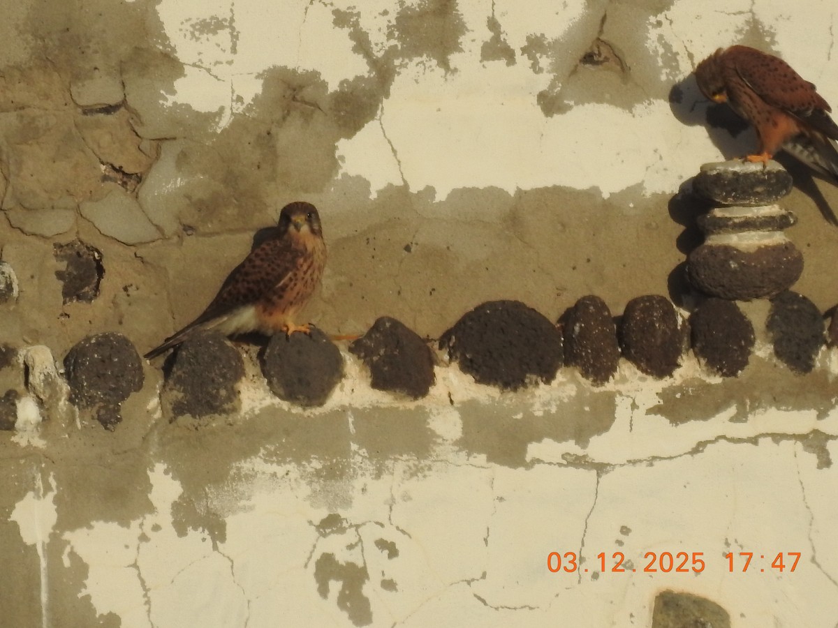 Eurasian Kestrel - ML647040722