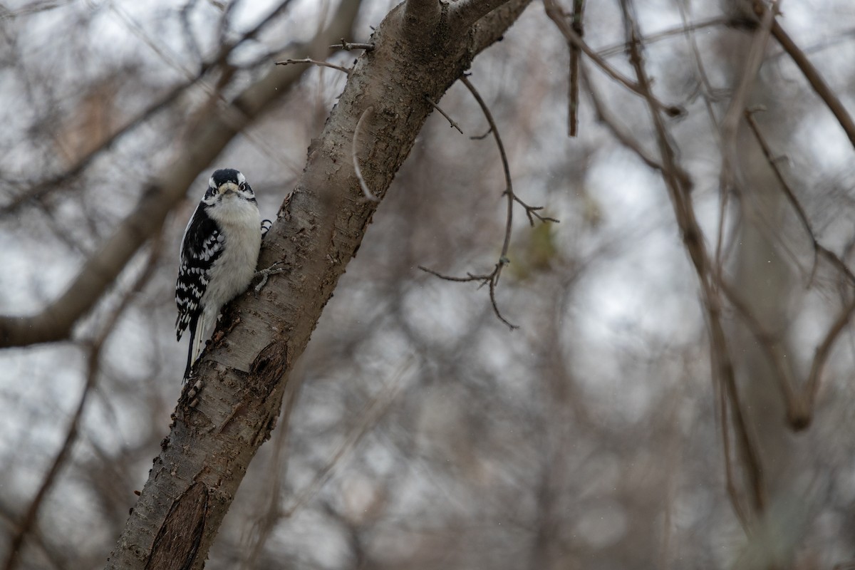 Downy Woodpecker - ML647040724