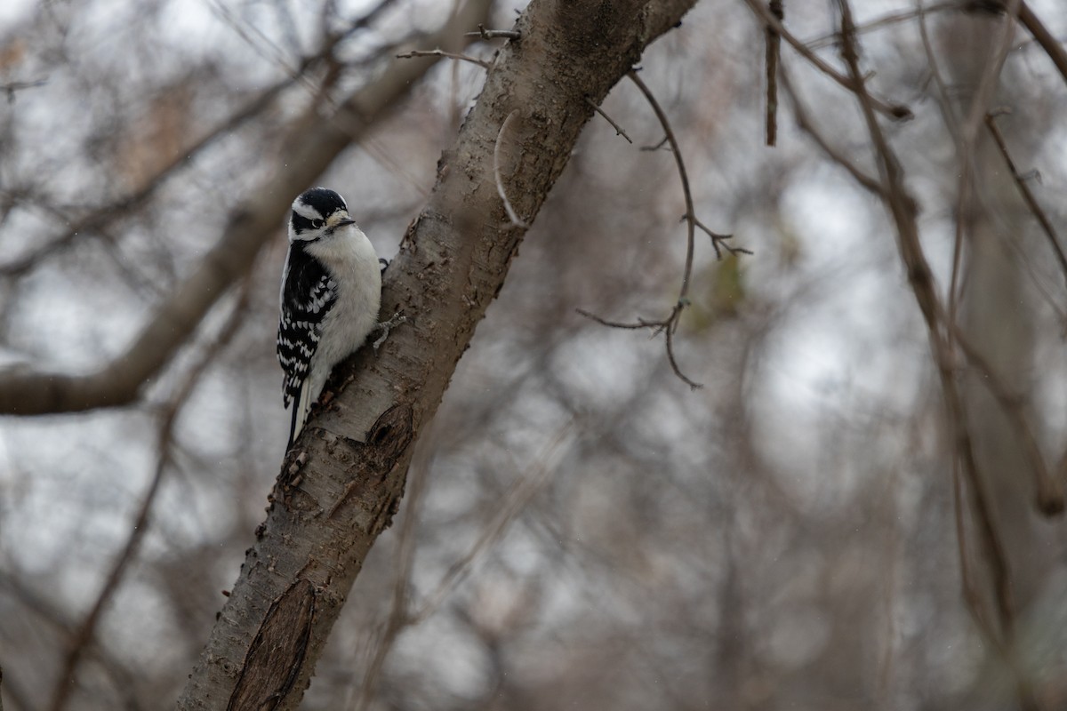 Downy Woodpecker - ML647040725