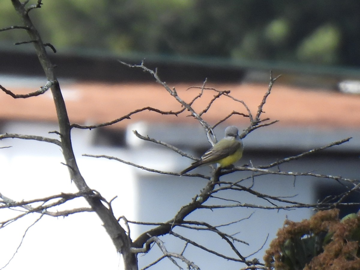 Tyran de l'Ouest - ML647040727