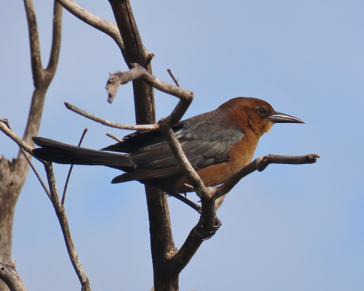 キタオナガクロムクドリモドキ - ML647040731