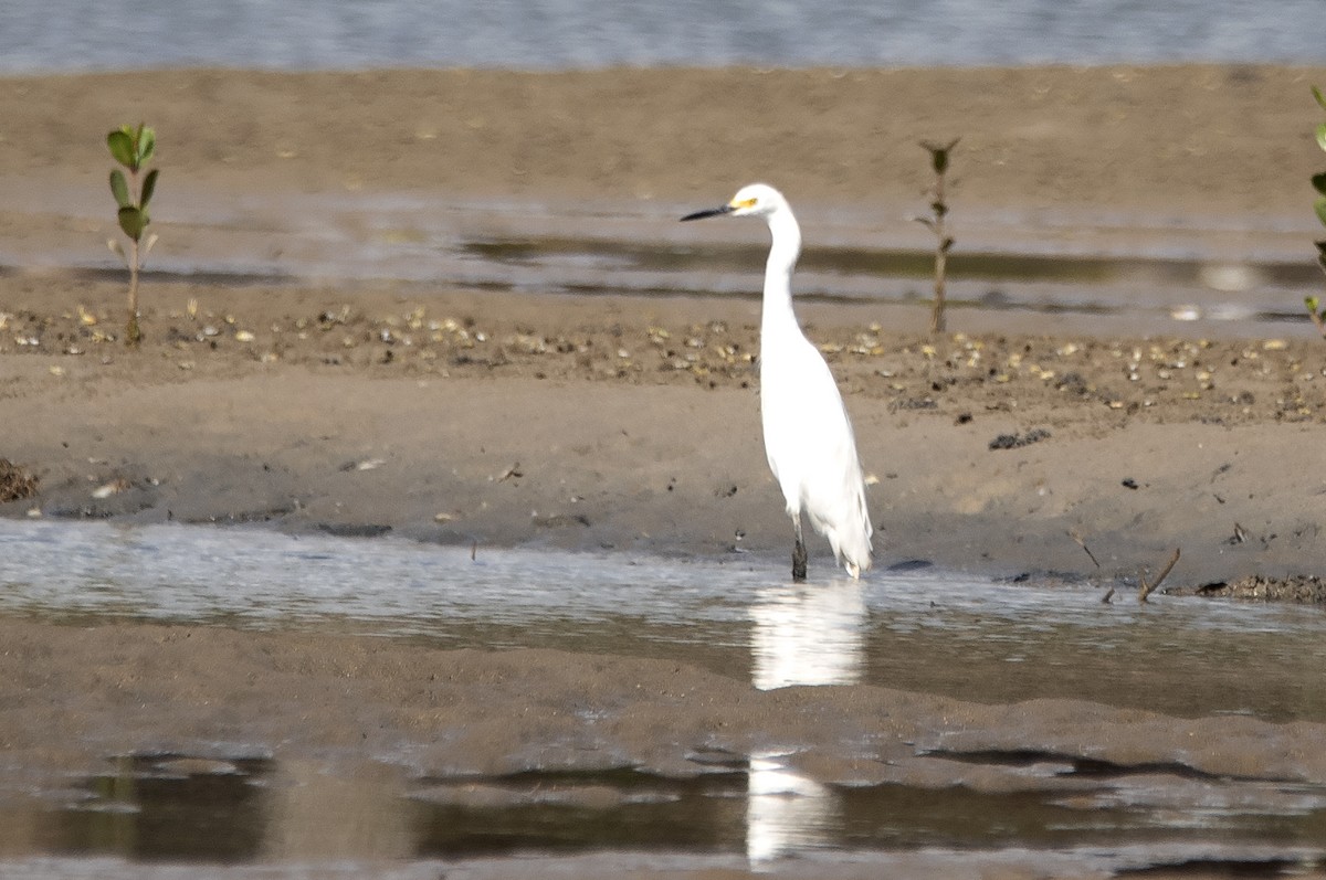 Garceta Nívea - ML647040733
