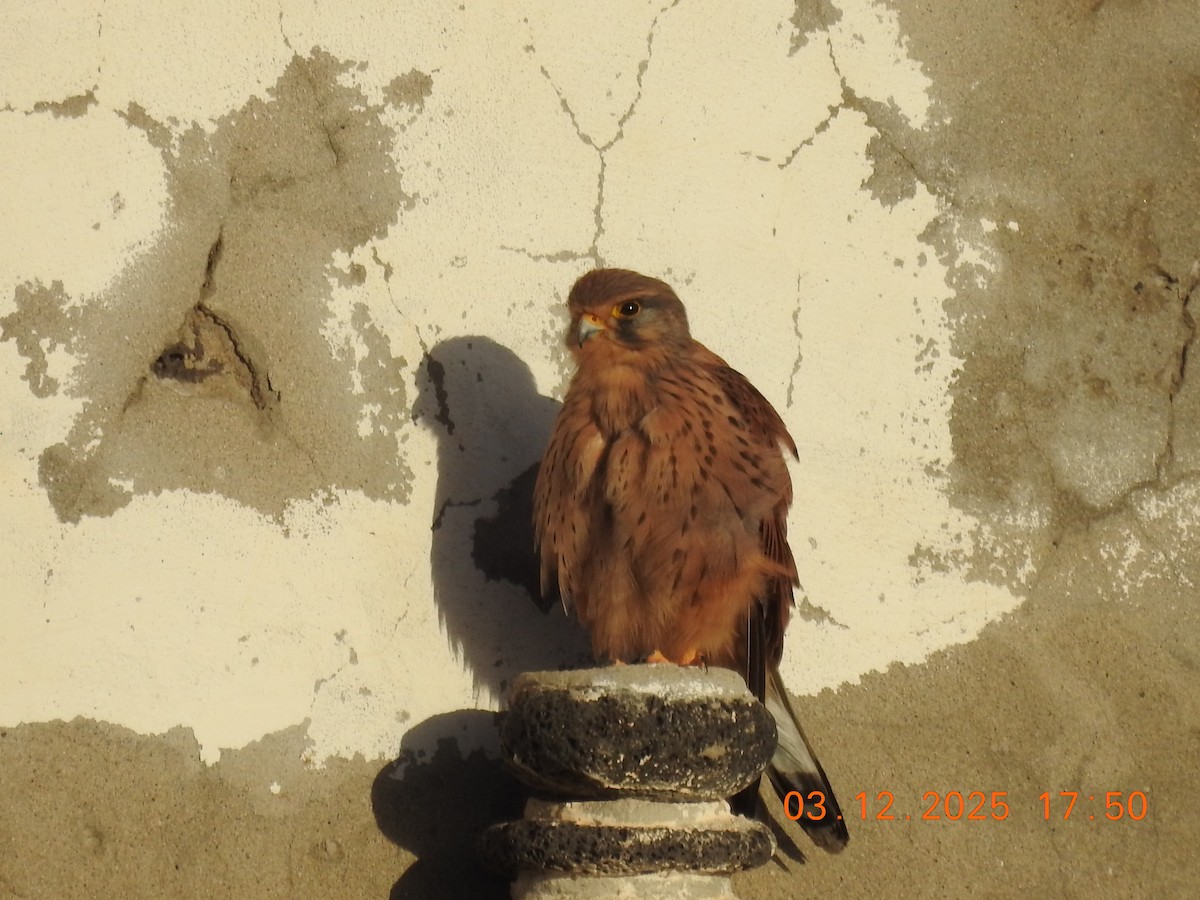 Eurasian Kestrel - ML647040736