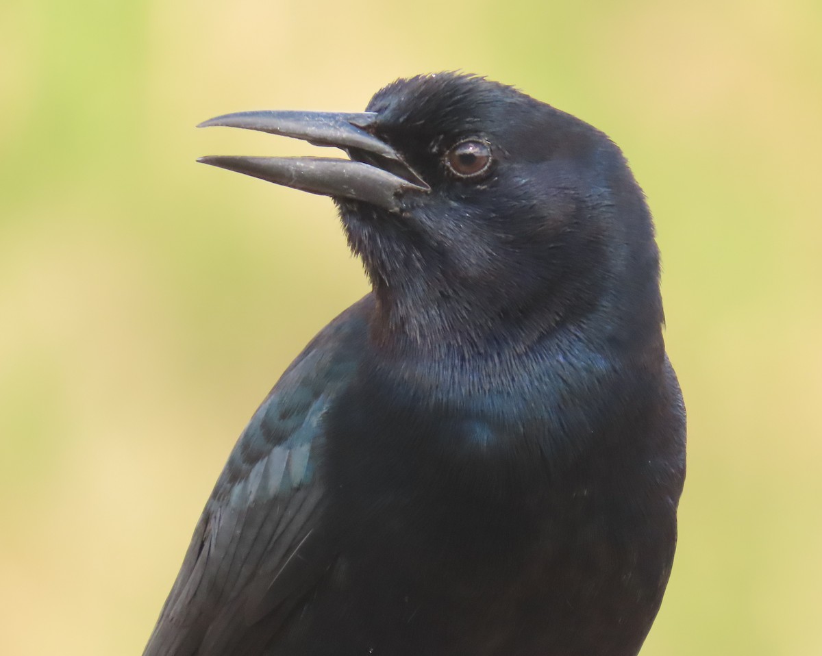 キタオナガクロムクドリモドキ - ML647040745