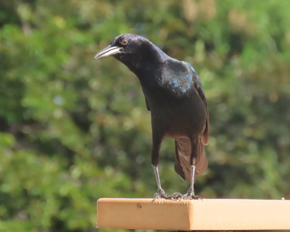 キタオナガクロムクドリモドキ - ML647040746