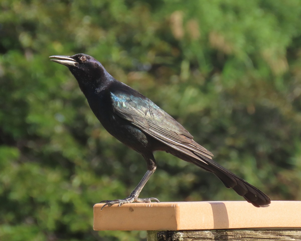 キタオナガクロムクドリモドキ - ML647040748