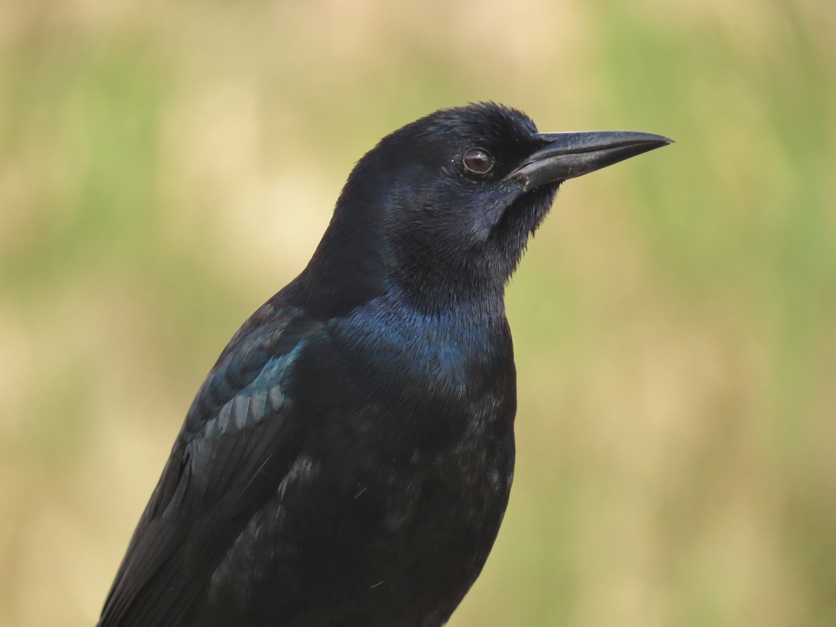 キタオナガクロムクドリモドキ - ML647040749