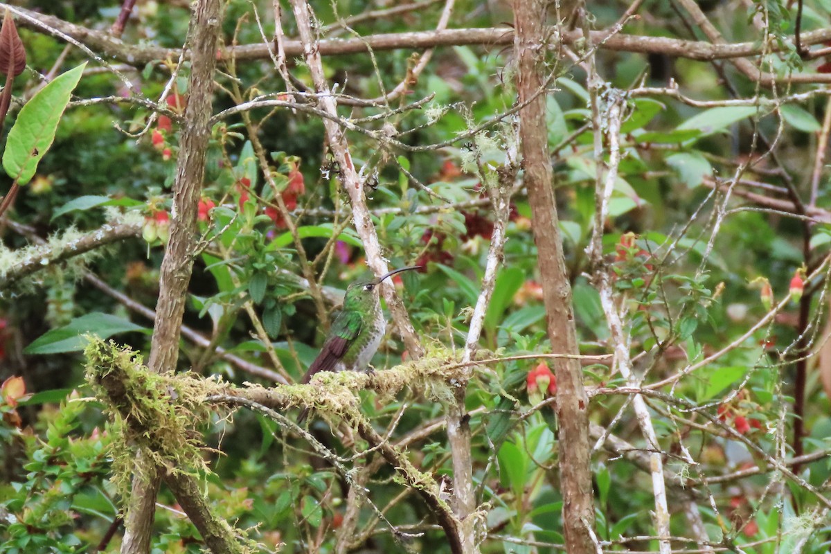 Mountain Velvetbreast - ML647040759