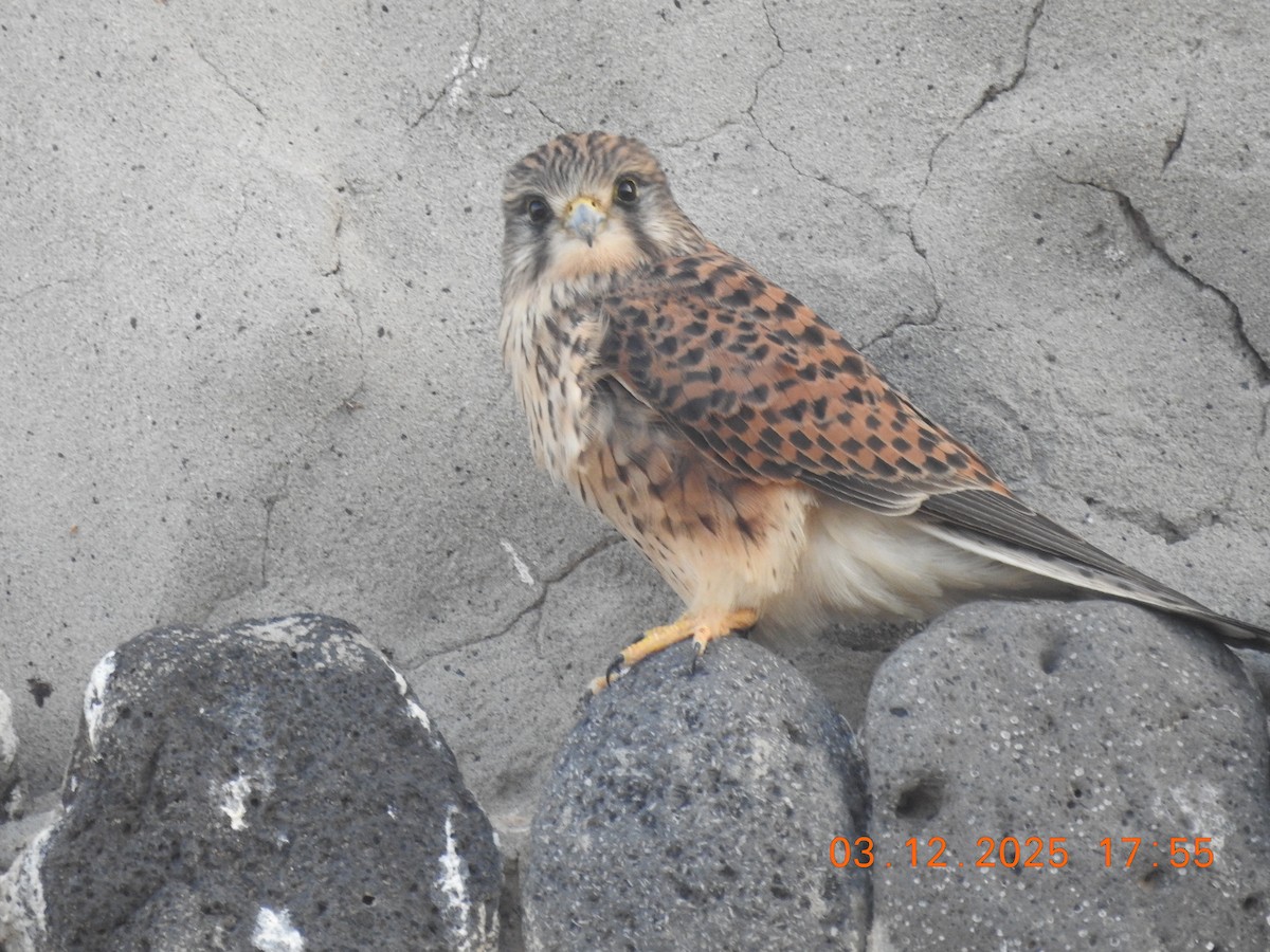Eurasian Kestrel - ML647040768
