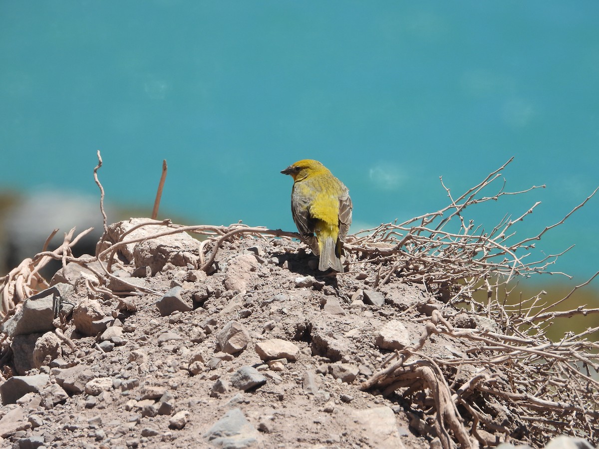 Greater Yellow-Finch - ML647040774