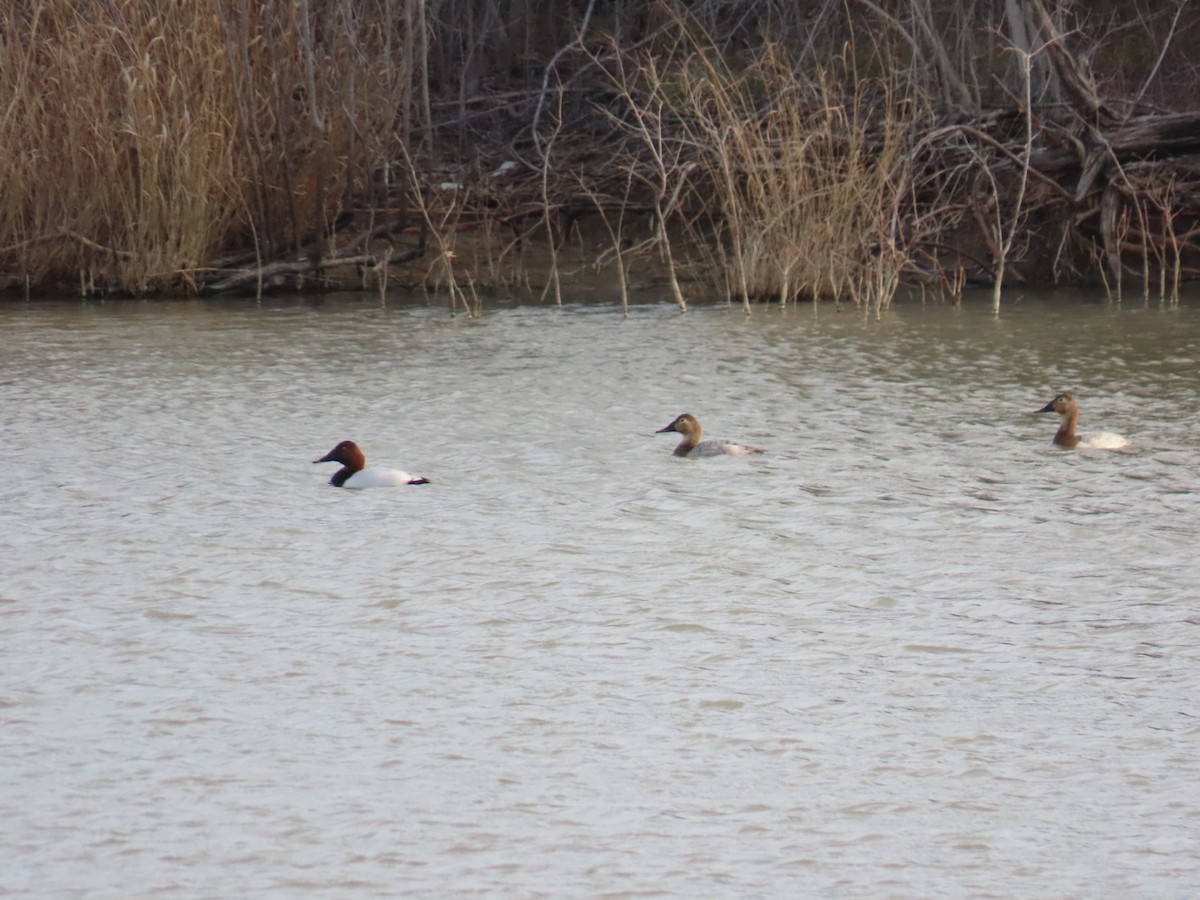 Murgilari bizkarzuria - ML647040775